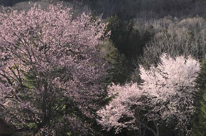 明川さくらの里