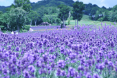 玉原高原